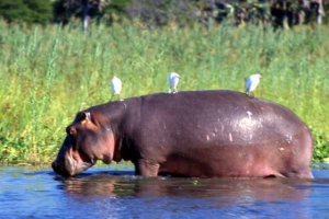 905 hippo